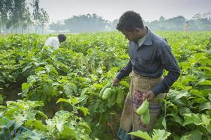 Bangladesh November 25, 2014 A wniter day some farmers are harvesting green eggplants in thakurgong, bnagladesh. photo