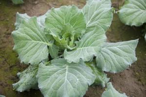 Top views of cauliflower vegetable plant in garden at Ranisankail, Thakurgaon, Rangpur, Bangladesh. photo