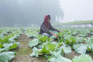 Bangladesh November 25, 2014 An young boy in winter morning while working in her family cauliflower vegetable garden in Ranisankail, Thakurgaon, Rangpur. photo