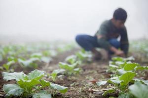 Bangladesh November 25, 2014 An young boy in winter morning while working in her family cauliflower vegetable garden in Ranisankail, Thakurgaon, Rangpur. photo