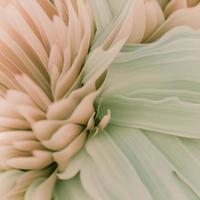 Aesthetic Closeup Pink Flowers.  Pastel Retro Colors photo