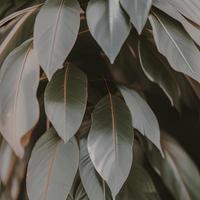 Aesthetic Green Background With Leaves And Plants photo