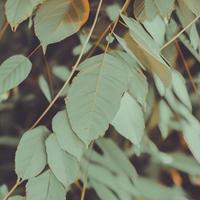 Aesthetic Green Background With Leaves And Plants photo