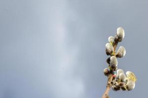 pussy willows and grey sky photo