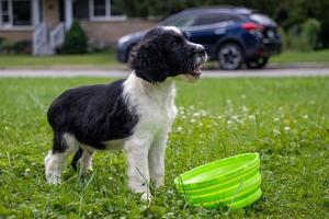 cute little puppy with a green water bowl on the lawn photo