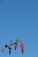 pink flowers against blue sky photo