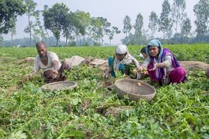 Bangladesh noviembre 25, 2014 en invierno algunos local agricultores son en patata cosecha campo a thakurgong, bangladesh foto