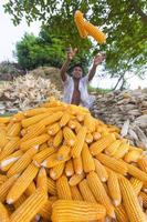 Bangladesh mayo 27, 2015 trabajador son coleccionar maíz cultivos en campo a Thakurgaon, bangladesh foto