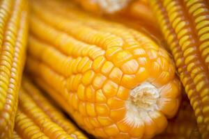 Fresh and golden raw maize crops seed patterns close-up views. photo