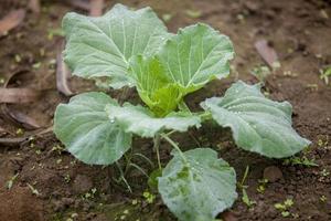 Top views of cauliflower vegetable plant in garden at Ranisankail, Thakurgaon, Rangpur, Bangladesh. photo