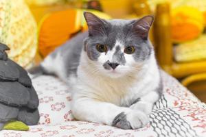 A white and grey cat relaxing on the sofa. photo