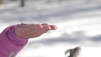 fågel på de handflatan av en man hackning frön. hungrig fåglar i de vinter- skog video