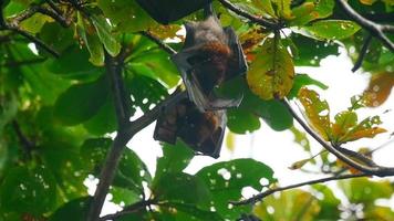 Two Lyle's flying fox Pteropus lylei hangs on a tree branch video