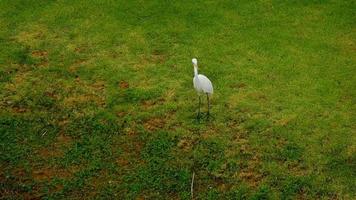 Great white Egret walk near bank of lake and fly video