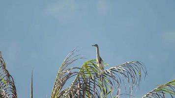 bevallig grijs vogel reiger Aan een palm boom. reiger Aan een palm boom tegen een Doorzichtig blauw lucht video