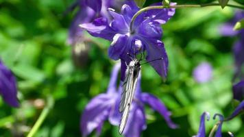 aporie crataegi, zwart geaderd wit vlinder in wild, Aan bloemen van aquilegie. video