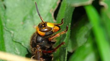 dichtbij omhoog van de hoofd van Europese horzel arbeider vespa crabro video