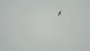 wit buik zee adelaar haliaeetus leukogaster vliegend over- de koh miang eiland, similan eilanden nationaal park video