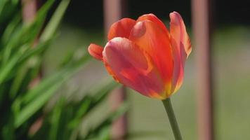 voorjaar oranje tulp Aan de achtergrond van de tuin video