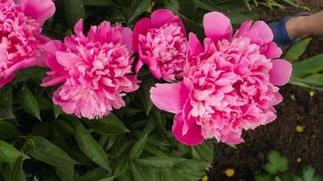 Haut voir, caméra rotation sur une Rose buisson de une pivoine. jardin fleurs dans une pays maison video