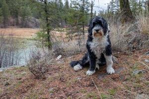 Black and white Portuguese Water Dog sitting by a lake in the forest photo