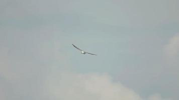White bellied sea eagle Haliaeetus leucogaster flying over the Koh Miang island, Similan Islands National Park video