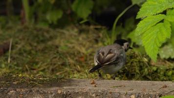 wit kwikstaart in haar natuurlijk leefgebied op zoek voor voedsel. de genesteld van de kwikstaart groeide omhoog en nu wandelingen alleen. kwikstaart kuiken motacilla alba, dichtbij omhoog video