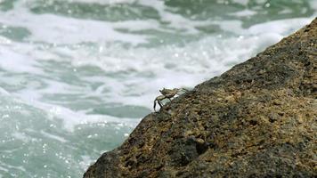 Tourism and travel concept. Sea crab on stone and shore. Waves are splashing against the background video