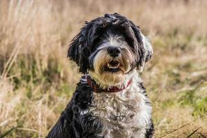 Dog sitting in a field photo