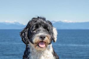 Portuguese Water Dog at the sea photo