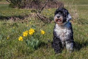 Dog posing with the yellow daffodils photo