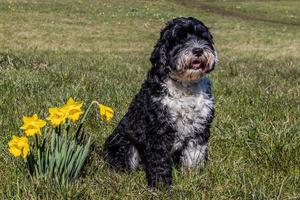 Dog posing with the yellow daffodils on a spring day photo