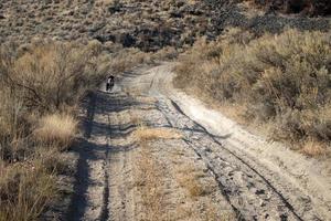 Dog running on a dusty trail photo