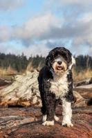 Dog standing on a driftwood covered beach photo