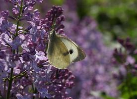 blanco repollo mariposa emplazamiento en lila foto