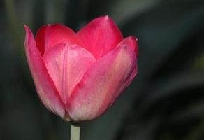 close up of pink tulip photo