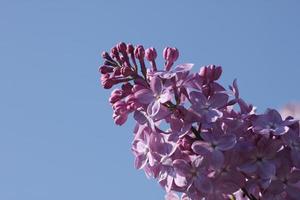 lilac blossom over blue sky photo