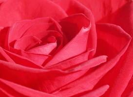 close up of red rose photo