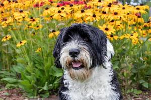 Portuguese Water Dog with brown-eyed Susan flowers photo