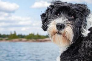 negro y blanco portugués agua perro con un ondulado Saco foto