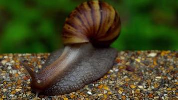 Snail gliding on the wet pavement. Large white mollusk snails with light brown striped shell video