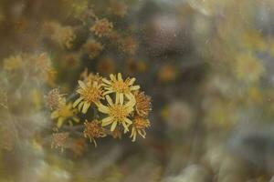 beautiful little delicate autumn flowers in the garden on a background with bokeh photo