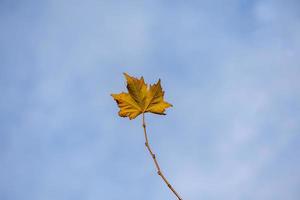 delicate golden autumn leaf on a light background in minimalism closeup photo