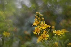 beautiful little delicate autumn flowers in the garden on a background with bokeh photo