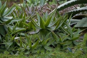 green large aloe growing in a natural habitat photo