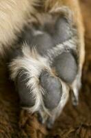 Closeup of a  paw of a German Shepherd dog with long claws photo
