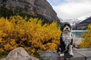 Portuguese Water Dog at at Lake Louise in Banff, Alberta photo