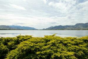 evergreen at the edge of a mountain lake photo