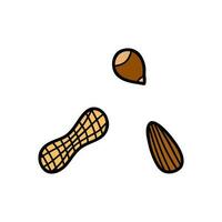 Doodle colored nuts. vector