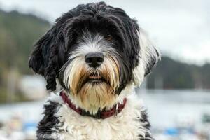 Purebred Portuguese Water Dog photo